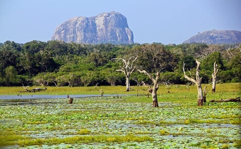 Yala National Park Safari Adventure from Hikkaduwa