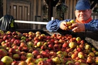 Apples of Normandy