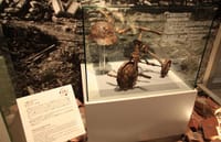 1 Day Hiroshima and Miyajima Bus Tour 4