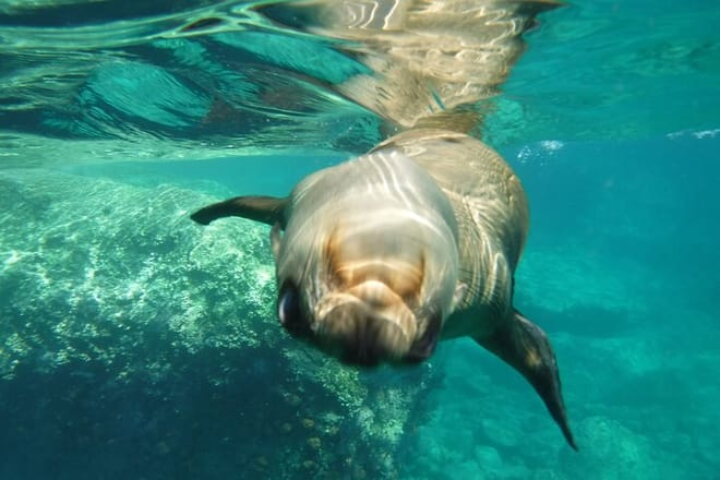 Espiritu Santo Island, Sea Lions & Paddleboard 1 to 10 Private Group Adventure photo 3