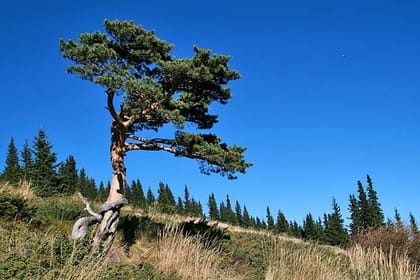 Hiking Tour of Vitosha Mountains and Cherni Vryh from Sofia