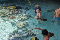 Explore Stone Town and Jozani Forest with Turtles Zanzibar 10