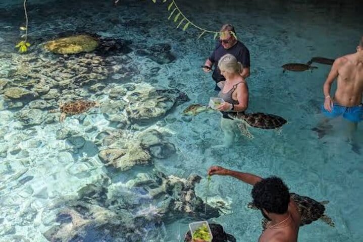 Explore Stone Town and Jozani Forest with Turtles Zanzibar 10