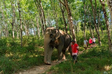 30-Minutes Guided Tour & Transfer to Khaolak Elephant Sanctuary