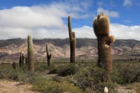 2-Day Calchaqui Valley Tour to Cachi and Cafayate