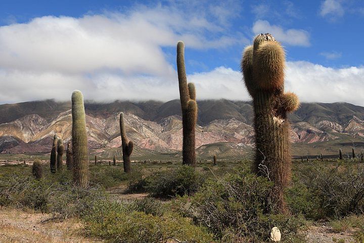 Scenic Calchaquí Valley Tour: Cachi, Cafayate & Wine Tasting