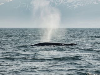 Húsavík: Small-Family Run, Responsible Whale Watching, photo 26