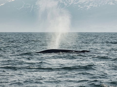 Húsavík: Whale Watching Tour with Heated Indoor Seating, photo 26