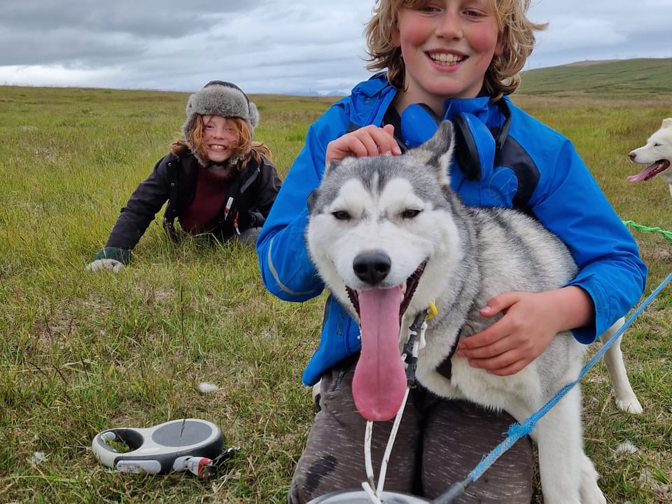 Siberian Husky dry land Dog sledding — Snow Dogs
