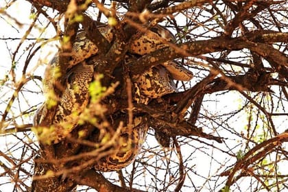 Tanzania Family Adventure Safari