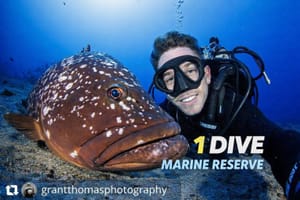 Garajau Marine Reserve single dive