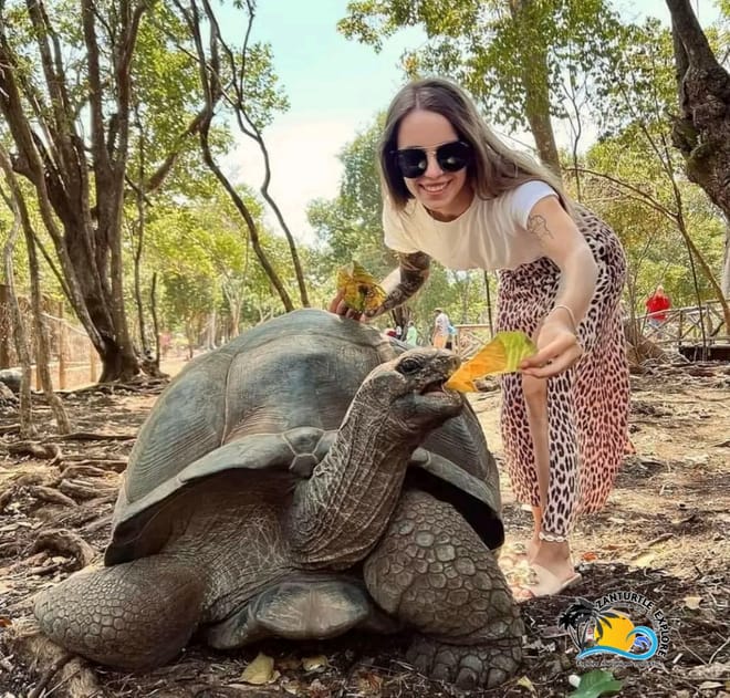 Zanzibar Prison Island Giant Big Tortoise Tour