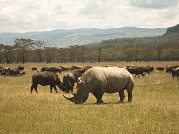 Rhinos in Kenya