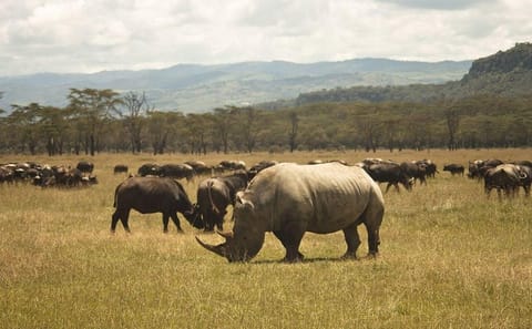 2-Day Lake Nakuru Safari for Flamingos and Rhinos