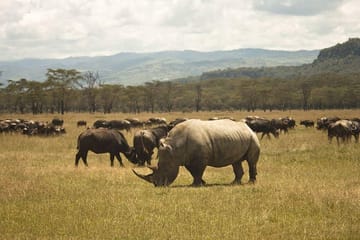 2-Day Lake Nakuru Safari for Flamingos and Rhinos