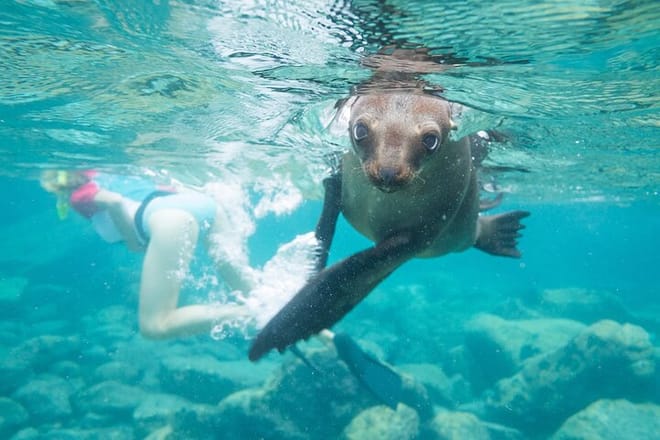 Espiritu Santo Island, Sea Lions & Paddleboard 1 to 10 Private Group Adventure photo 6