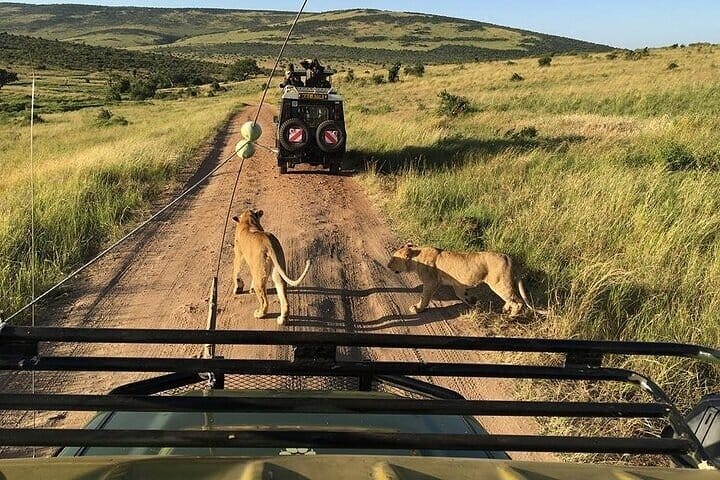 Northern Light minibus hunt to Abisko national park 7:30 pm