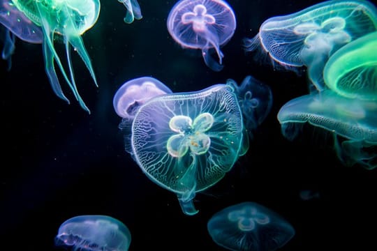 Alanya: Antalya Aquarium Ticket With Optional Transfer