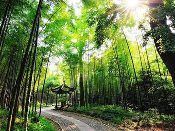Hangzhou: Yunxi Bamboo Forest Trail & Meijiawu Tea Tasting Half-Day Tour