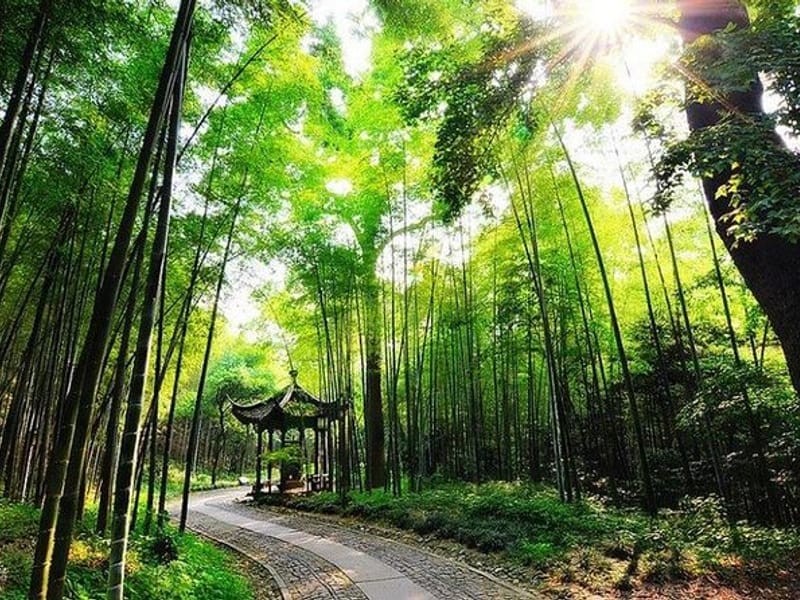 Hangzhou: Yunxi Bamboo Forest Trail & Meijiawu Tea Tasting Half-Day Tour