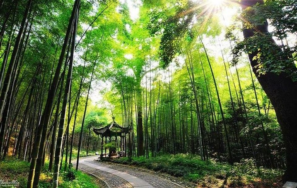 Yunxi Bamboo Forest Hike and Meijiawu Tea Tasting Tour