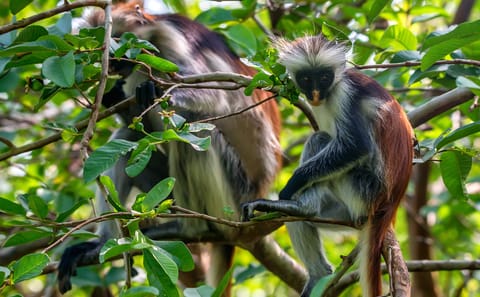 Zanzibar: Experience Jozani Forest, Kuza Caves, The Rock Restaurant & Kae Funk Beach Party
