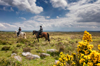 Horse riding the mountain trail. Clare. Guided, 2 hours 5