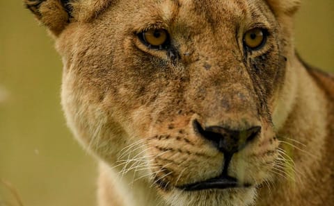 Sunrise Safari Adventure in Nairobi National Park