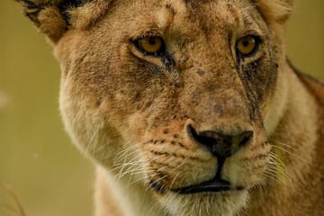 Sunrise Safari Adventure in Nairobi National Park