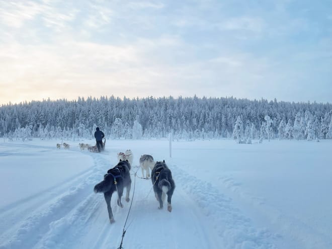 Husky Wild Running photo 2
