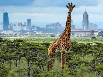 Nairobi National Park day tour