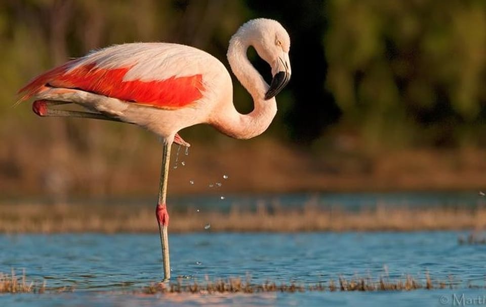 Full-Day Nature Tour to Laguna de los Pozuelos from Tilcara