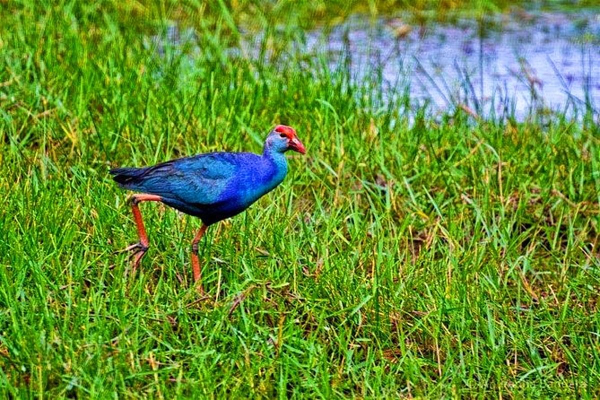 Muthurajawela Sanctuary Boat Safari: Birdwatching & Negombo Tour