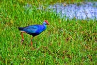 Muthurajawela Sanctuary Boat Safari with Bird Watching 1