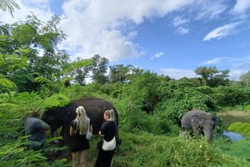 Phuket: Walk and Plant at Elephant Nature Park Visit