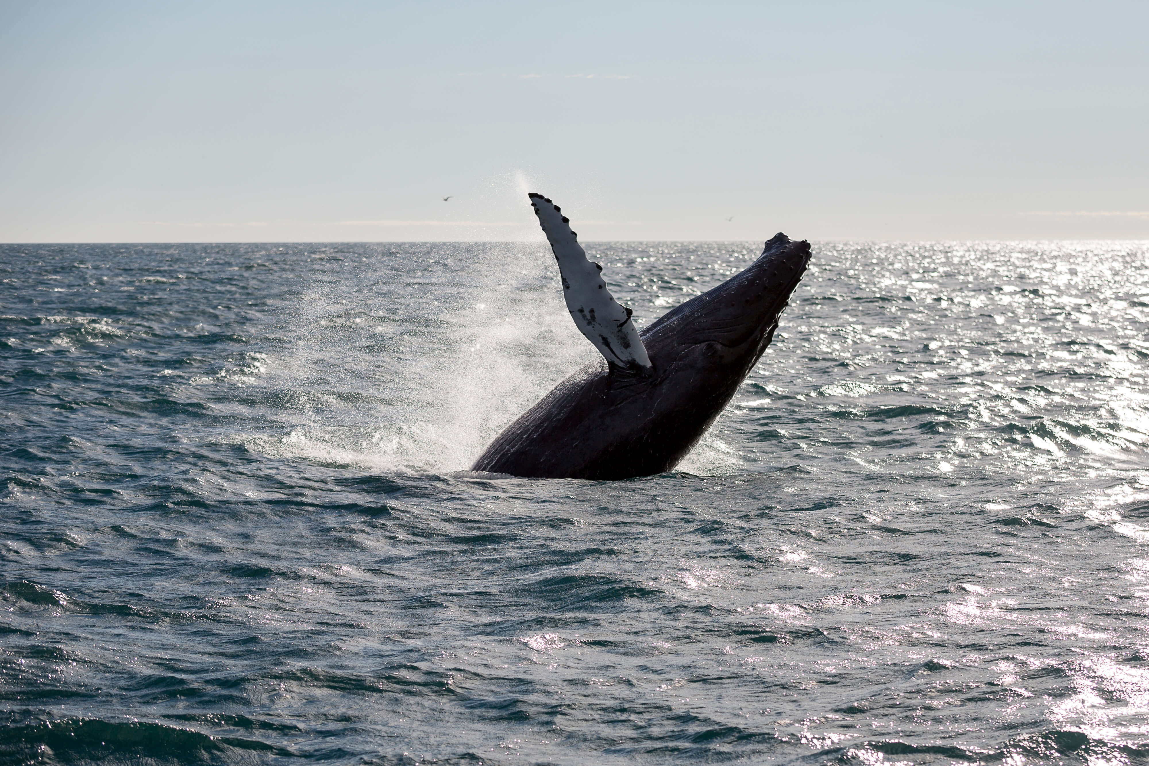 Whale surfacing in the North Atlantic Ocean during a guided whale watching tour from Reykjavík, with opportunities to spot humpback whales, 