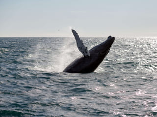Whale surfacing in the North Atlantic Ocean during a guided whale watching tour from Reykjavík, with opportunities to spot humpback whales,