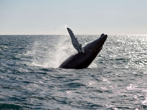 Whale surfacing in the North Atlantic Ocean during a guided whale watching tour from Reykjavík, with opportunities to spot humpback whales,
