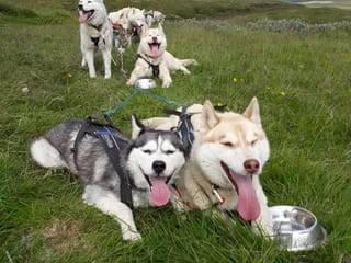 Siberian Husky dry land Dog sledding, photo 9