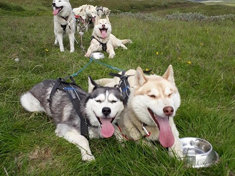Summer Dog Sledding, photo 9