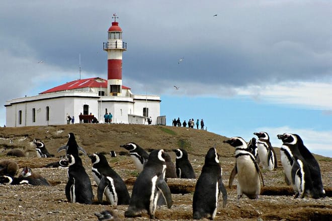 Half Day sailing to Magdlena Island Penguin Colony from Punta Arenas Season from October to March  10