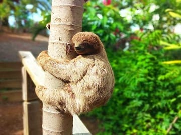 FREE sloth & monkey park plus macaws