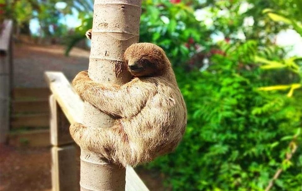 Roatan Beach Club Experience with Sloths and Monkeys