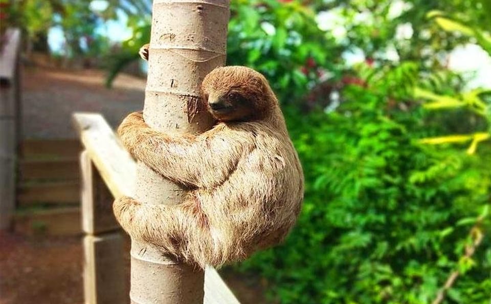 Roatan Beach Club Experience with Sloths and Monkeys