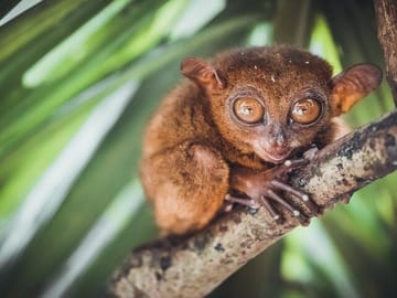 Private Full-Day Bohol Countryside Tour from Cebu City