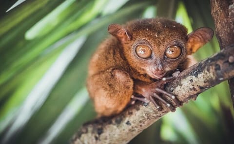 Private Full-Day Bohol Countryside Tour from Cebu City