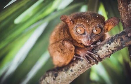 Private Full-Day Bohol Countryside Tour from Cebu City
