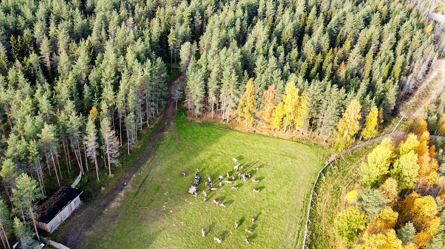 One of the most traditional reindeer farms in Lapland