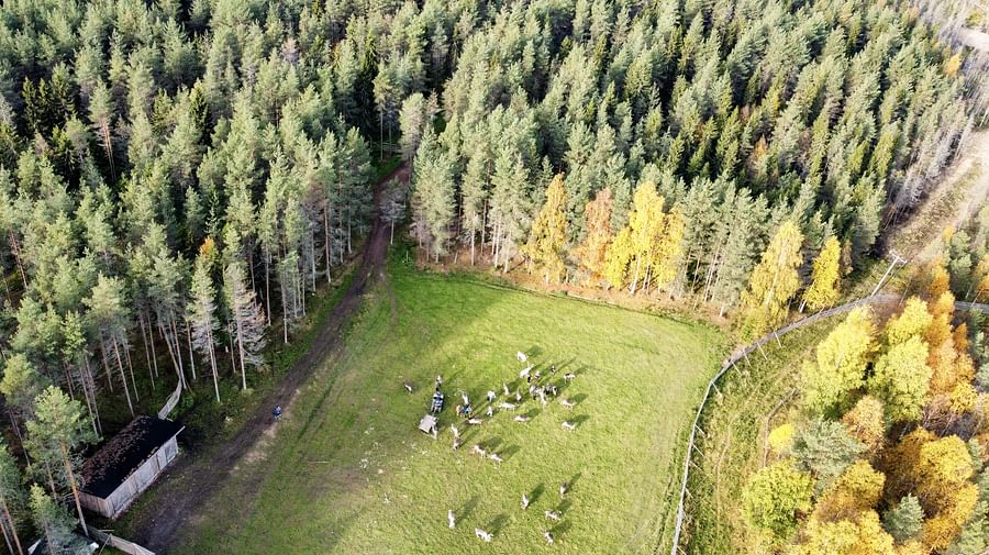 One of the most traditional reindeer farms in Lapland