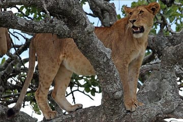 8day Best of Tanzania Wildlife Lodge Safari